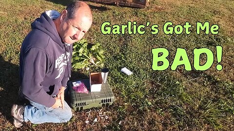 How to plant garlic