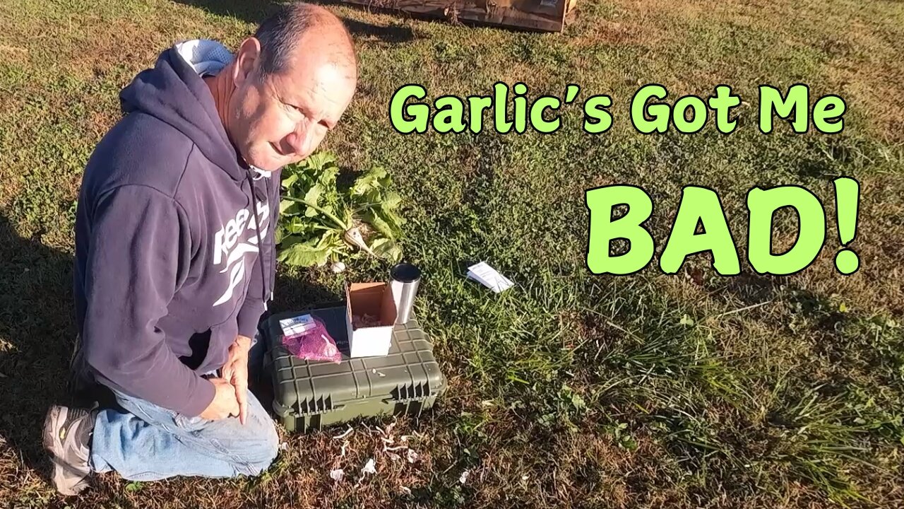 How to plant garlic