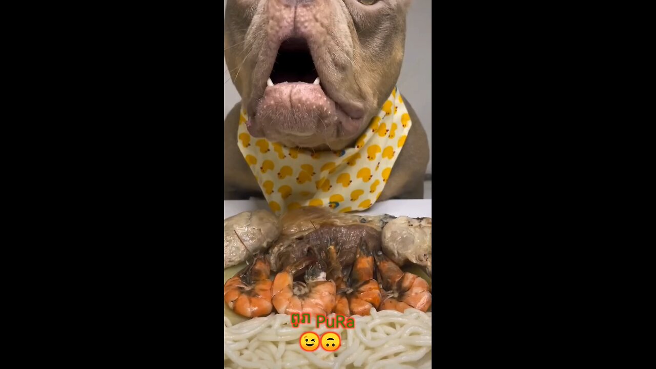 dog eating