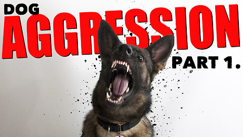 Dog aggression part 1: Genetics, environment & social development