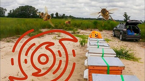 Honey Bees Ready For The Storm (Hurricane Helene Prep In The Apiary)