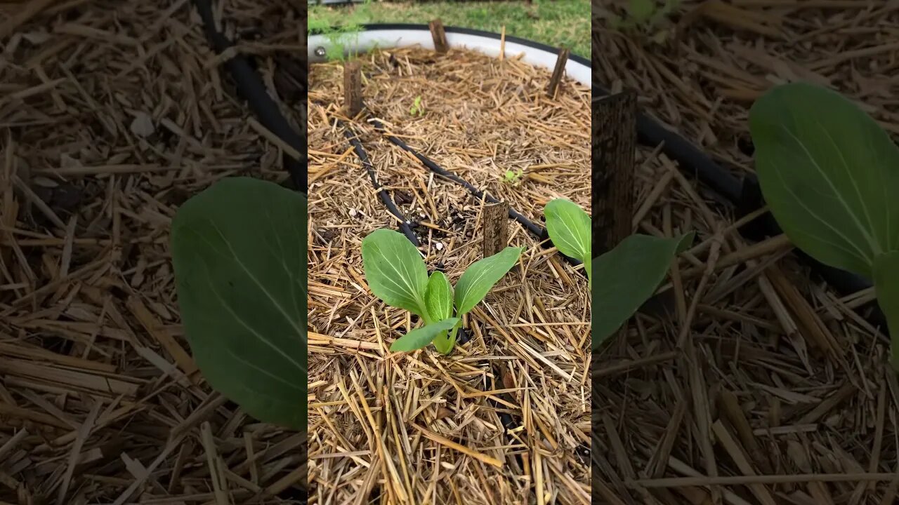 Obssessed with how pretty bok choy is in the garden 😍