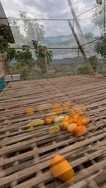 জুম চাষাবাদ