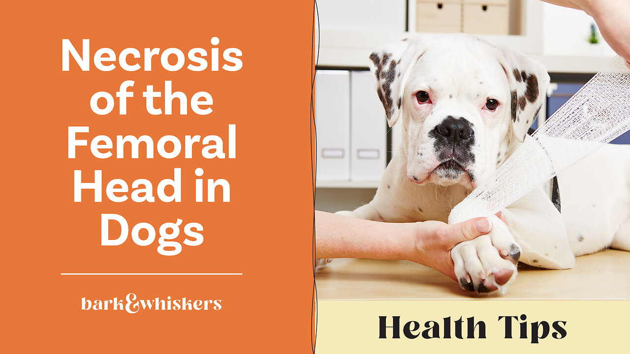 Dr. Becker Discusses Necrosis of the Femoral Head in Dogs