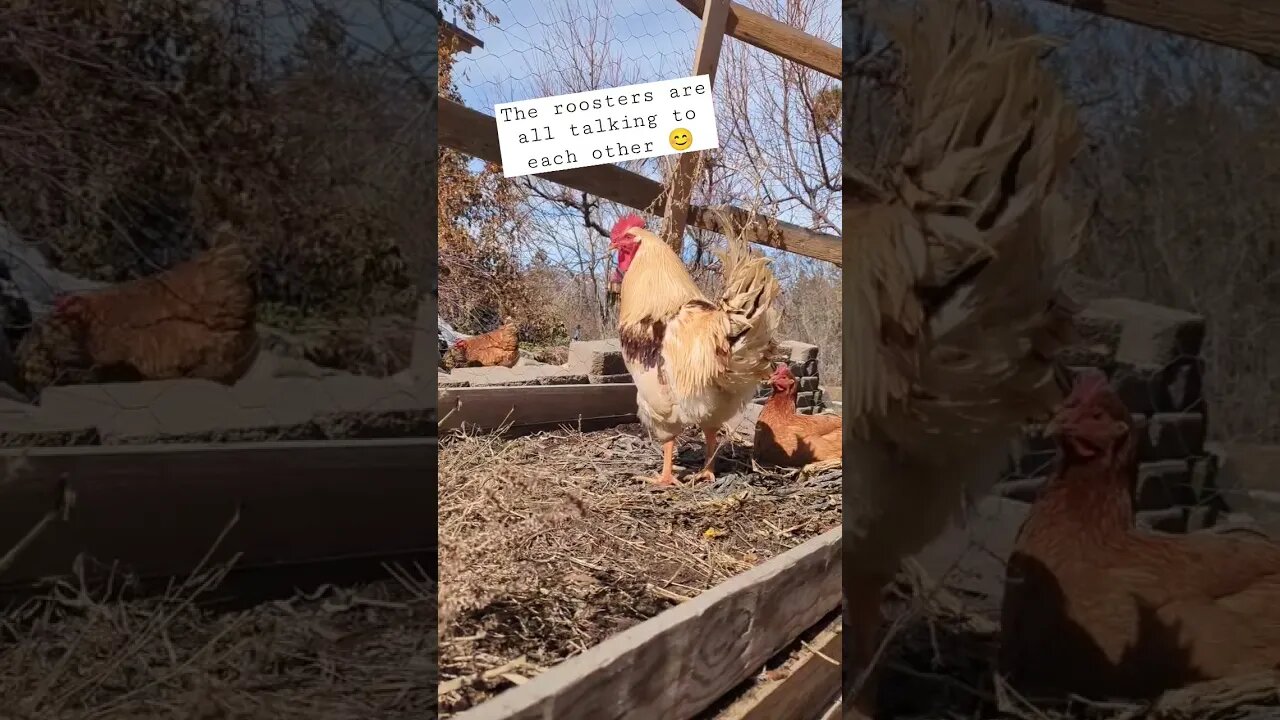 The roosters are talking to each other 😊 #farm