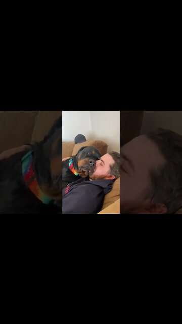 I Love You Baby ❤ Rottie Snuggles! #Shorts #rottweiler #rottie