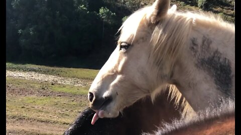 More horses sharing food. Keeping the lead horses from shooing off lower horses