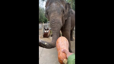 Elephant Eats Pumkin || Fantastic Beasts #Elephant #animals