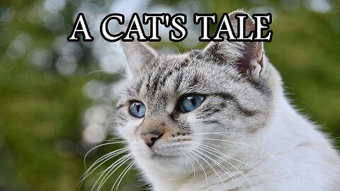 A Cat's Tale