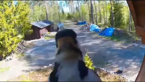 Bird bapping camera
