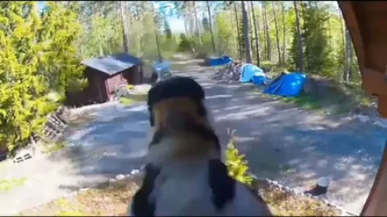 Bird bapping camera