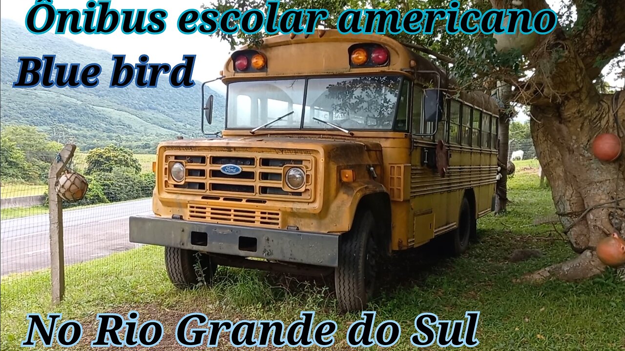 blue bird ford1987 american school bus in rio grande do sul