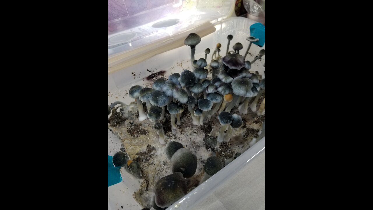 Mycology Spore Swabs - Blue Cap Phenotype of my Natalensis aka FunGuy Matt's Fun Cap Nats 🧢🍄