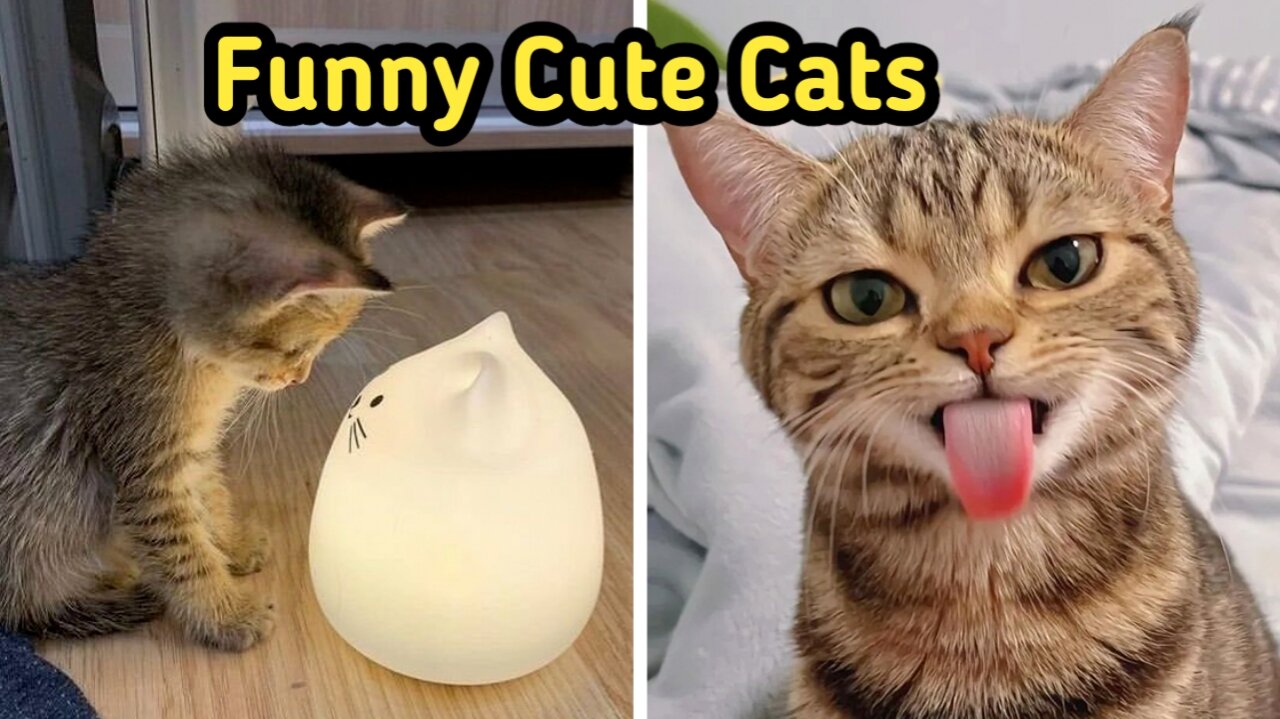 Funny Cute Cats