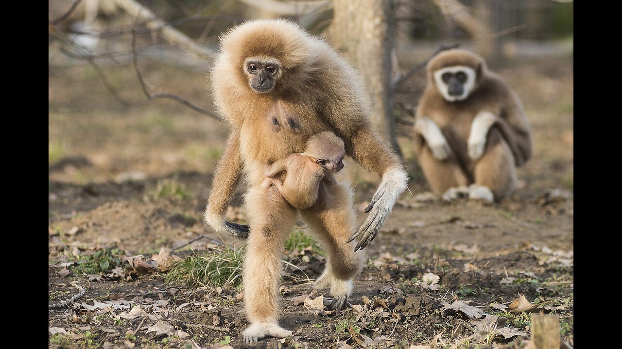 GIBBONS SHOWS A LOT OF LOVE AND CARE FOR YOUR BABY 🤩