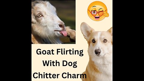 goat flirting with dog, funny video goat trying to romance with angry Dog