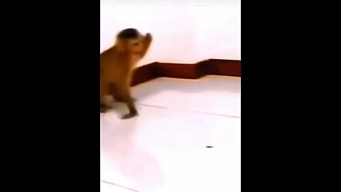 Monkey vs cock