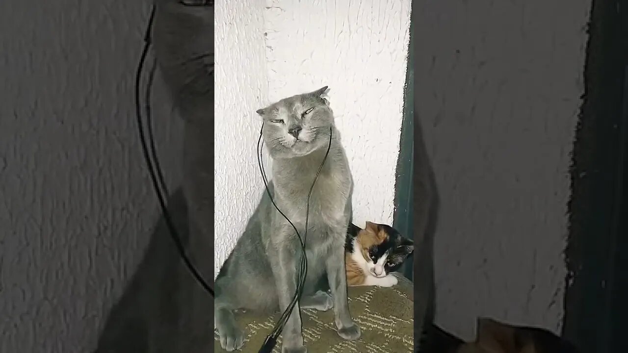 Isso que é bela música pra relaxar🐈🎧