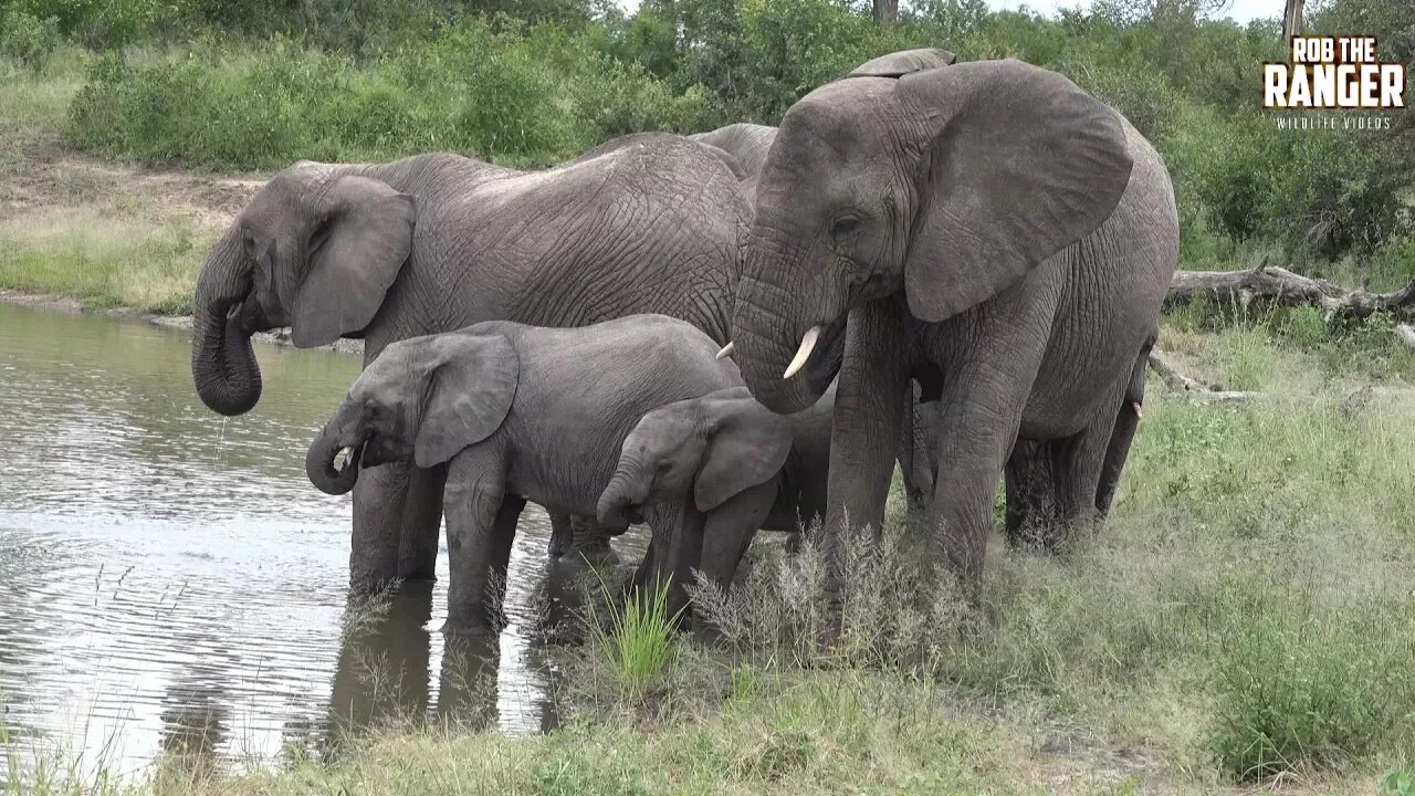 Beautiful Elephants Drink As Hippo Watches From The Water