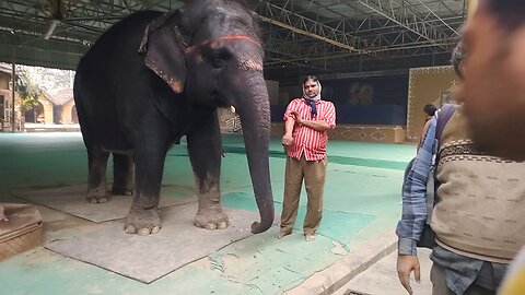 Elephant Praying God.🙏