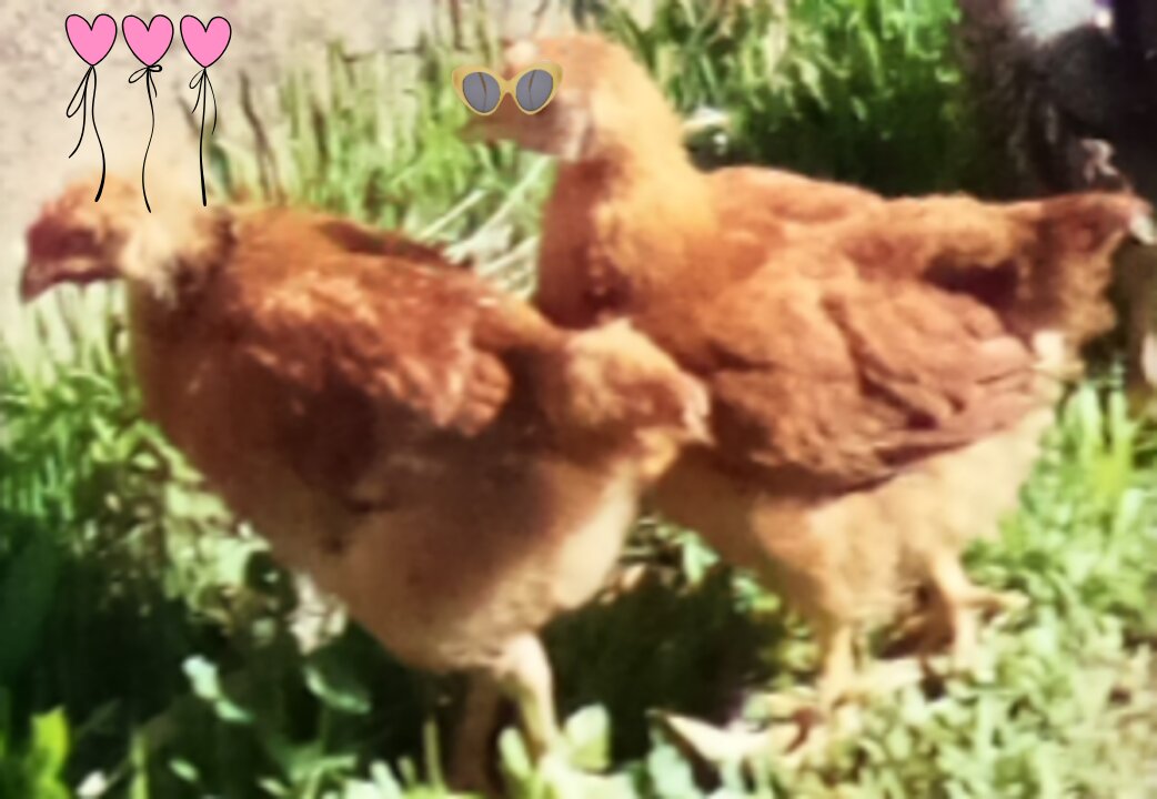 Good Day Have This Birds
