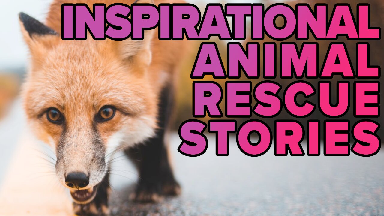 Inspirational Animal Rescue Stories