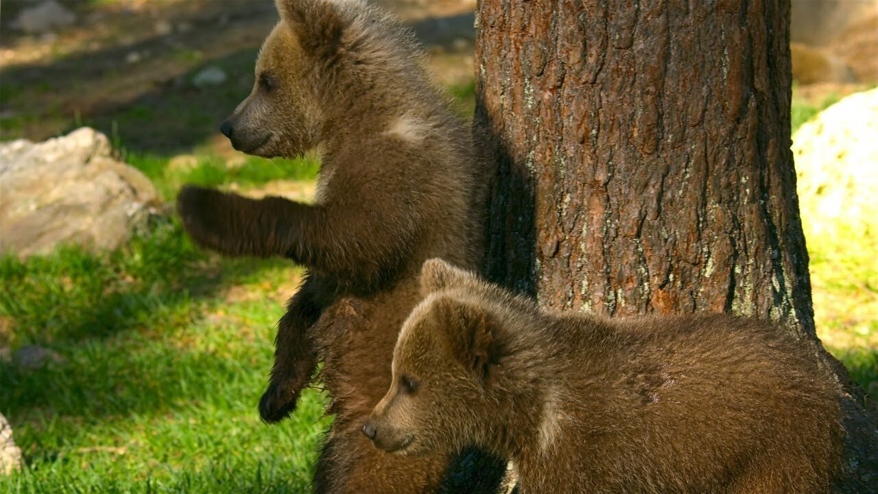 Close Call For These Brown Bear Cubs - 4K UHD - Seven Worlds One Planet - BBC Earth