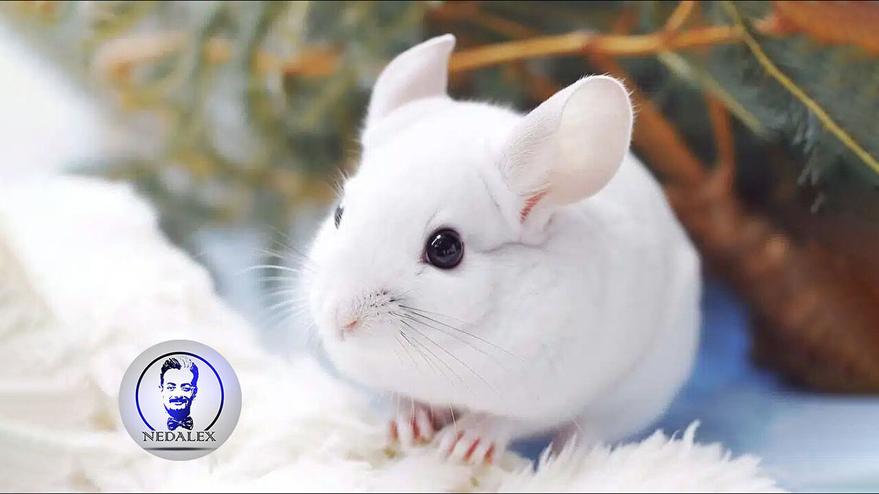 Baby Chinchillas Playing