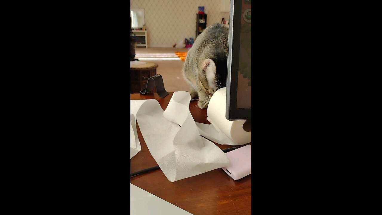 Canu the cat found some toilet paper roll