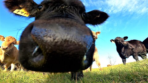Calves adorably startled when they tip over the camera