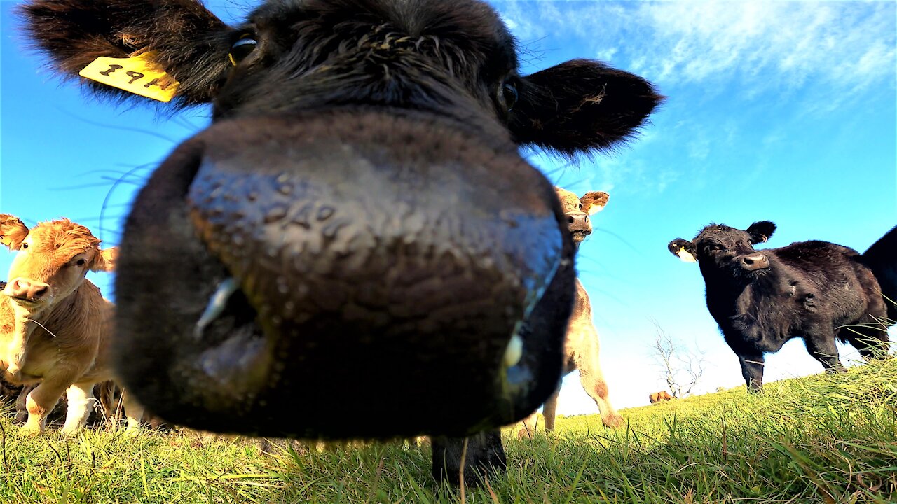 Calves adorably startled when they tip over the camera