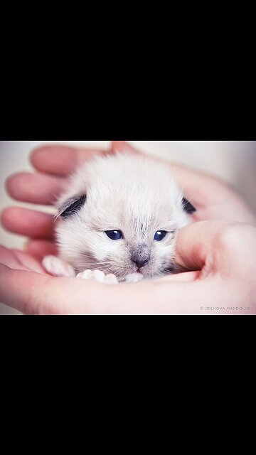 cats play with a fake mouse and very enjoy