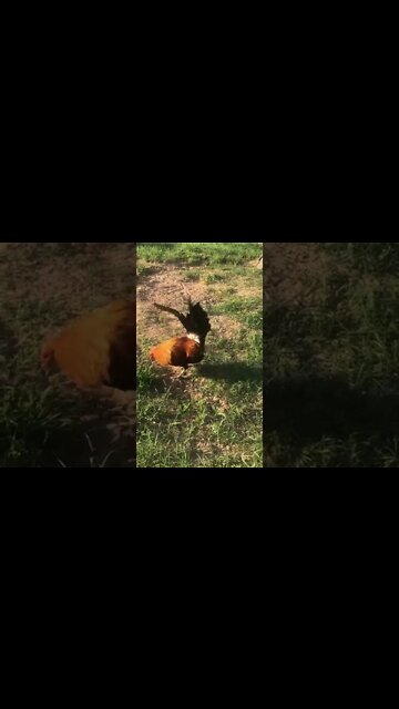 5/8 Sweater 3/8 Sweater Brood Cock #1