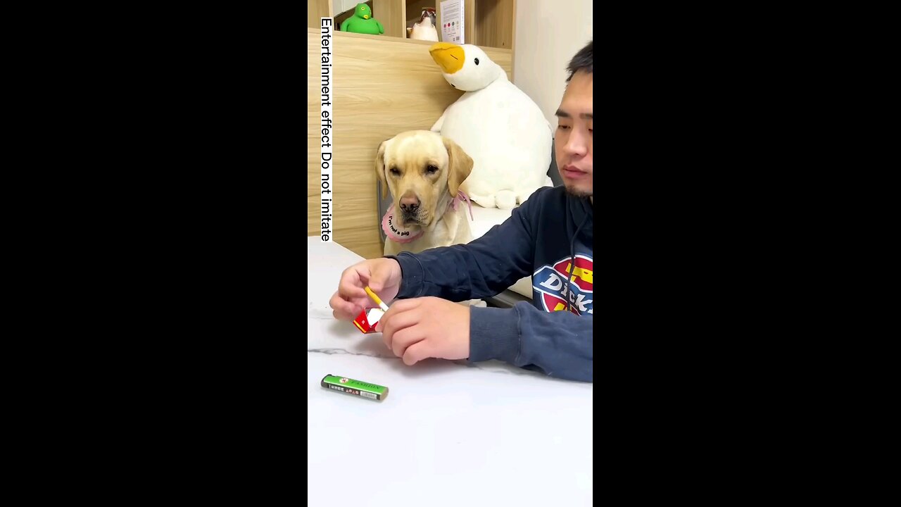 This_dog_is_quite_sophisticated
