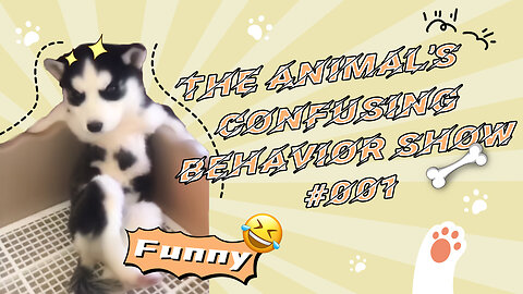 🐾The Animal's Confusing Behavior Show #001🐾 | These animals… 😂😂😂 made me laugh for the whole day😹😹😹