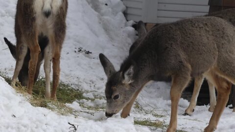 Fish and Game urging Idahoans to avoid feeding big game animals