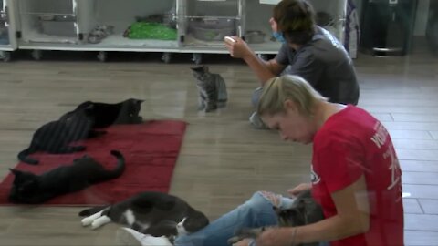 Mission to 'rescue, rehab and re-home' pets intensifies with homelessness