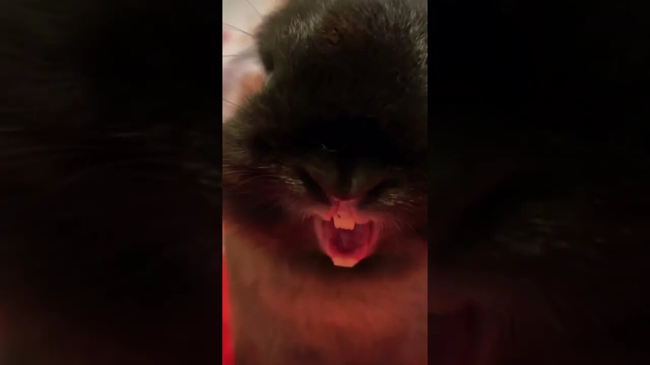 Singing rabit😂🤣🐰 (OMG so funny please get this viral) #shorts #subscribe #viral #laughing #cute