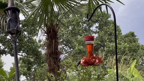 Backyard visitors