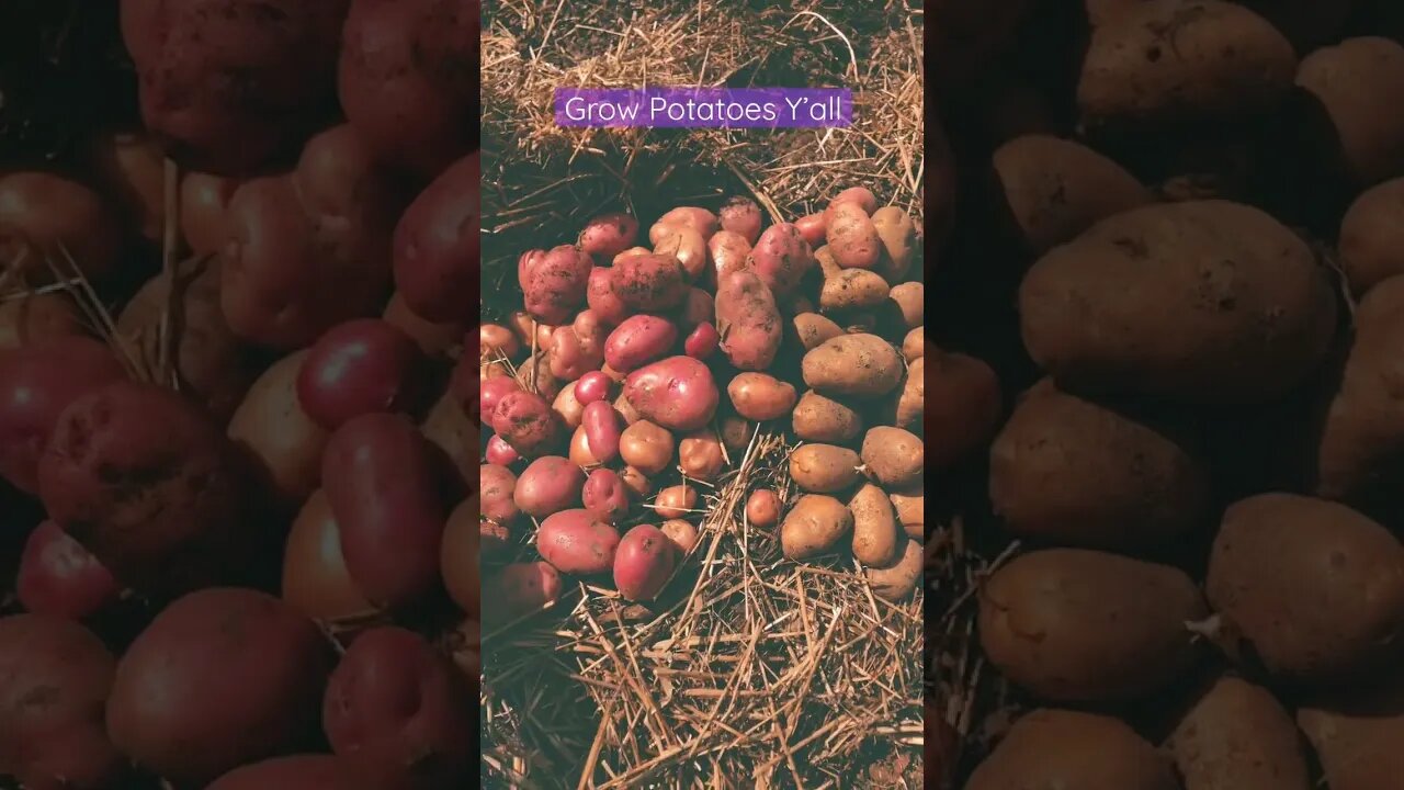 Have Faith and Grow Food Y’all