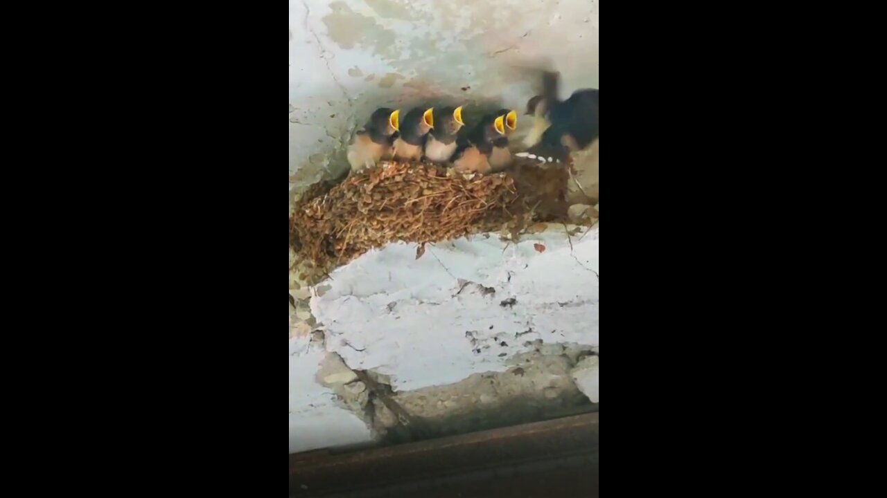 Bird Feeding Babies in Nest