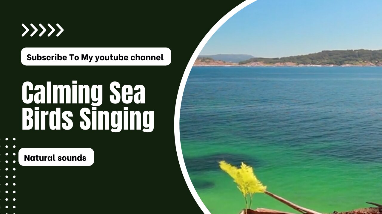 Claming Sea - Relaxing 8 minute - Birds singing