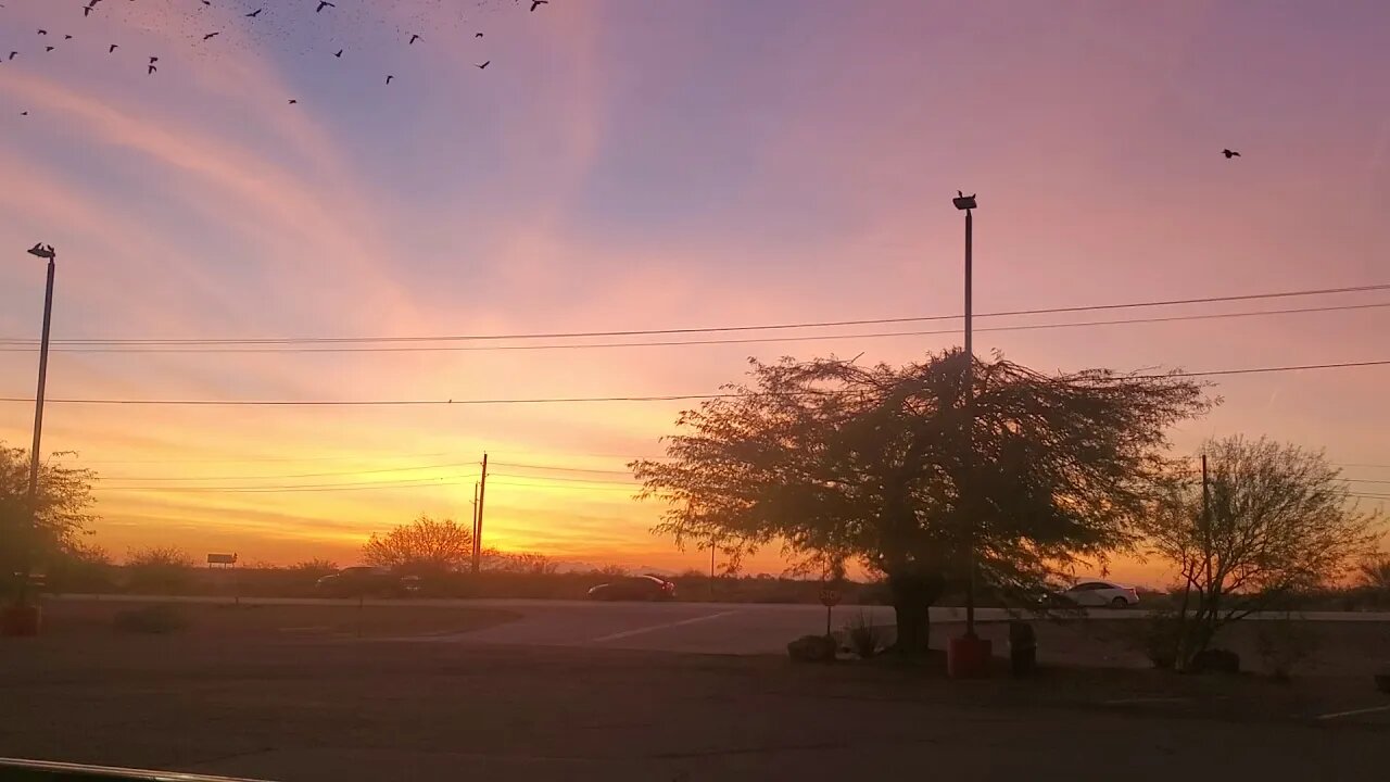 THE BIRDS 🐦 OF ELOY ARIZONA ESTADOS UNIDOS DE AMERICA 🇺🇸