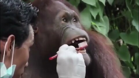 Orangutan Brushing Teeth