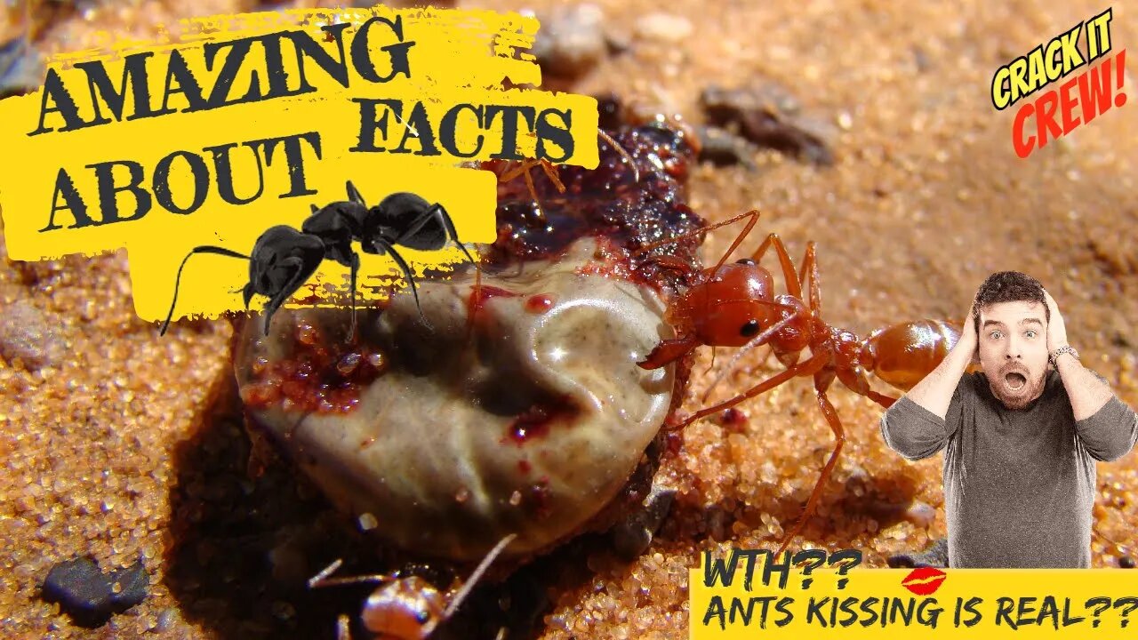 10 Amazing Fun Facts about Ants - Power of Ants - Ants Kissing