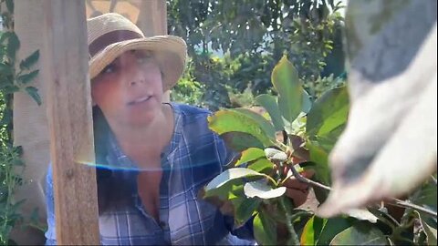 Mollie Engelhart - Avocados Tree Suckers