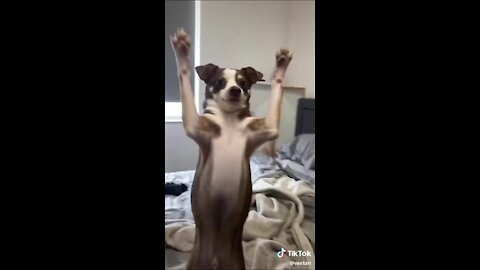 Funny Dog Leaves Room And Then Enters Funny - Tiktok Dogs (#Funny #Animals #444)