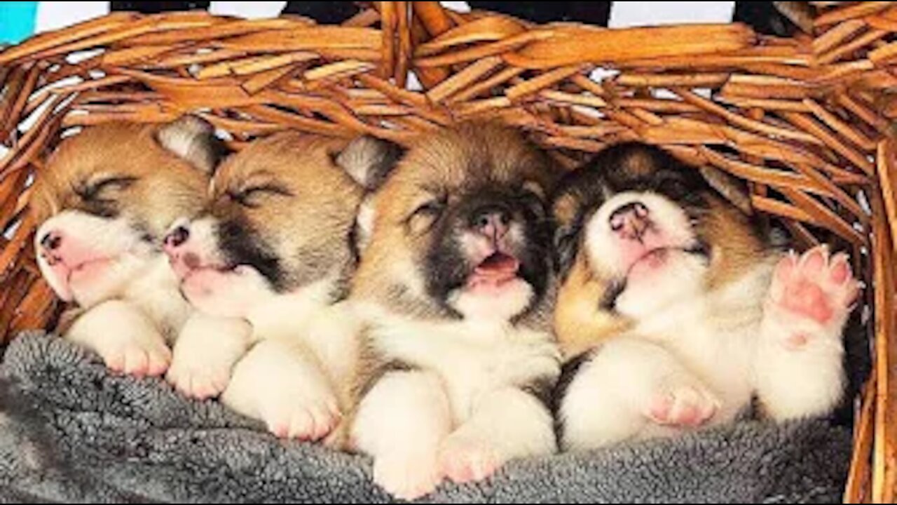 AWW CUTE BABY ANIMALS - Funny and cute moments of animal