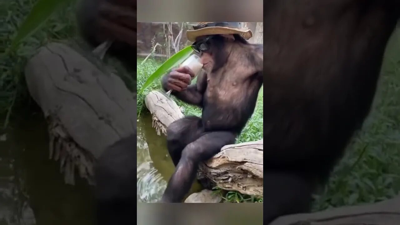 Check out this funny Animals styles 🤣🤧😱
