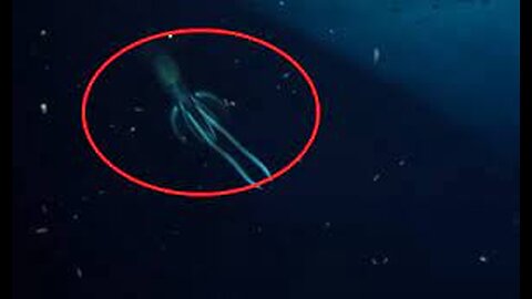 5 SEA SERPENT CAUGHT ON CAMERA